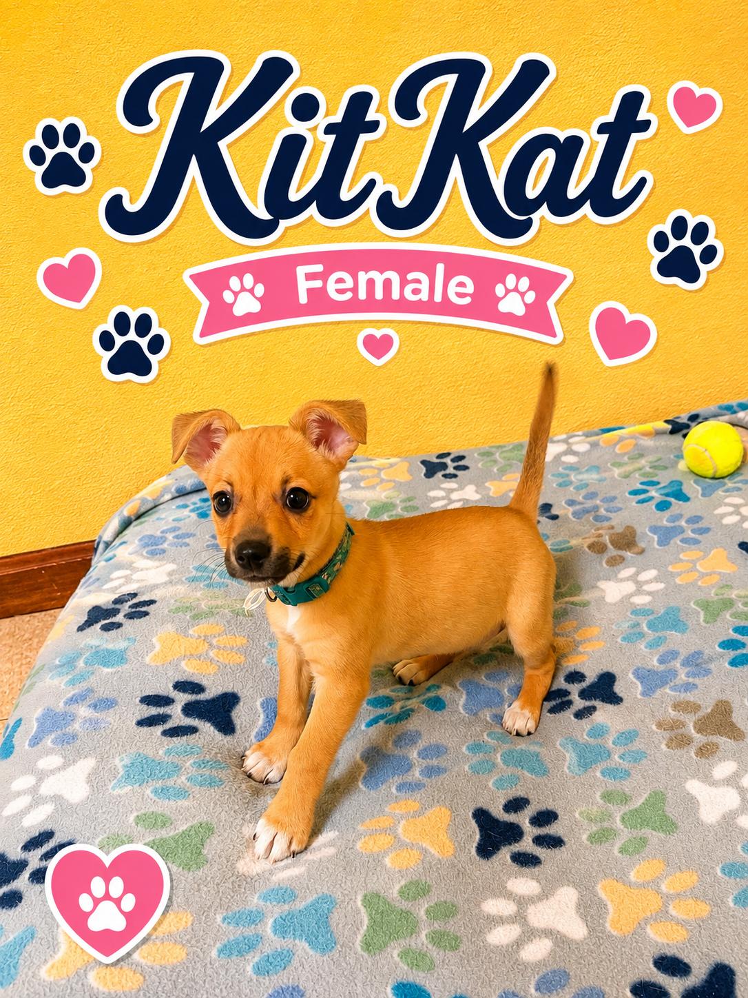 Enlarge KitKat, an adopted mixed breed in Douglas, MA image 1/4