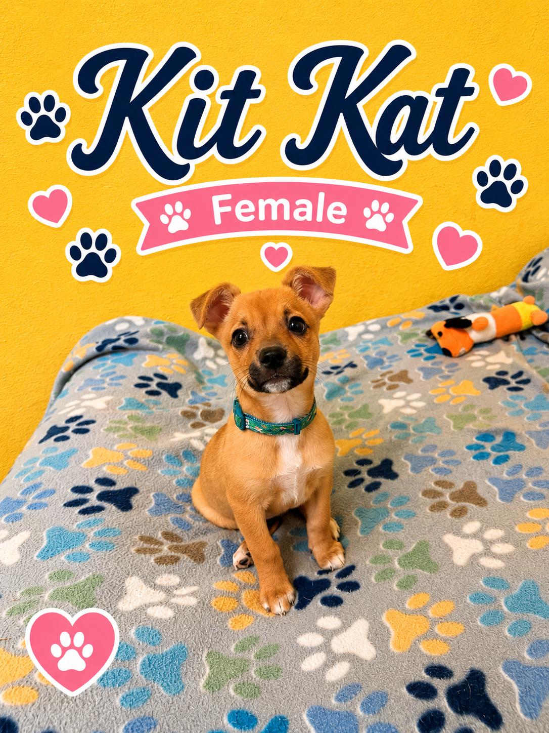 Enlarge KitKat, an adopted mixed breed in Douglas, MA image 4/4