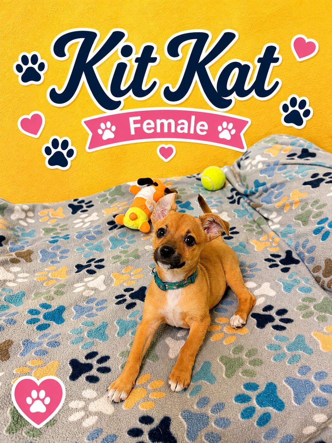 Enlarge KitKat, an adopted mixed breed in Douglas, MA image 2/4