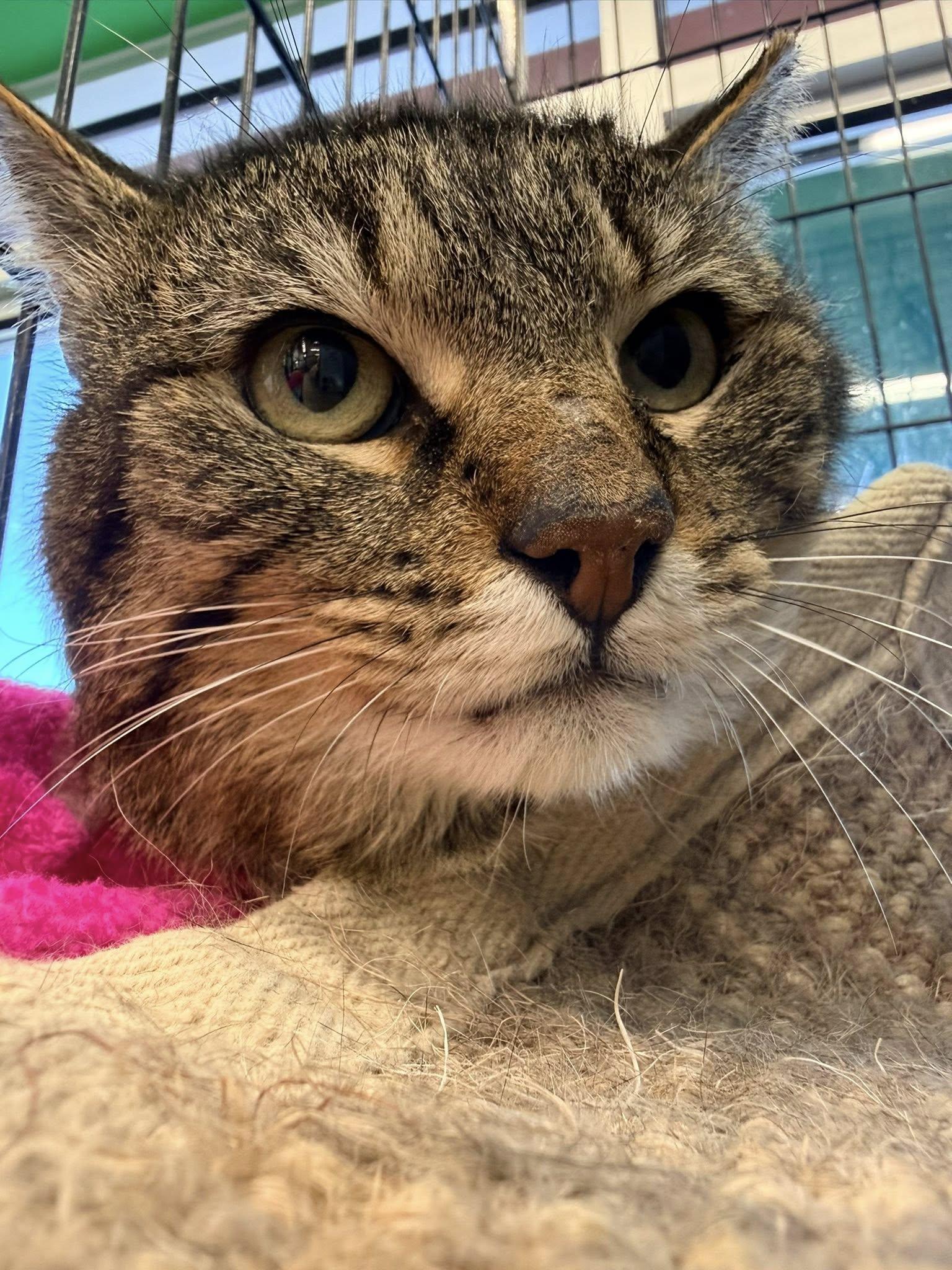 Sherwood, ADOPTABLE, Young Male Domestic Short Hair.