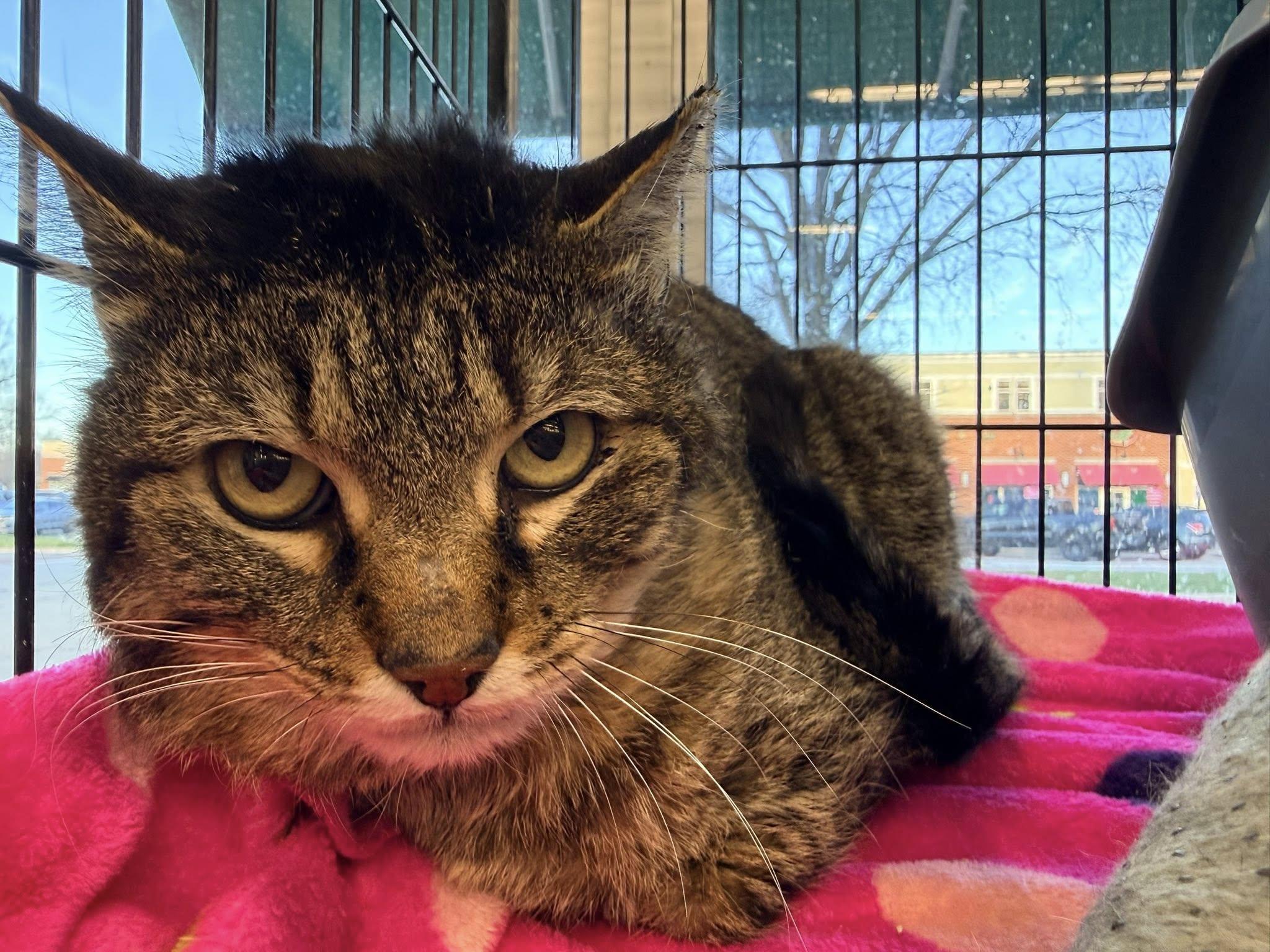 Enlarge Sherwood, a ADOPTABLE Domestic Short Hair in Cleveland, OH image 2/6