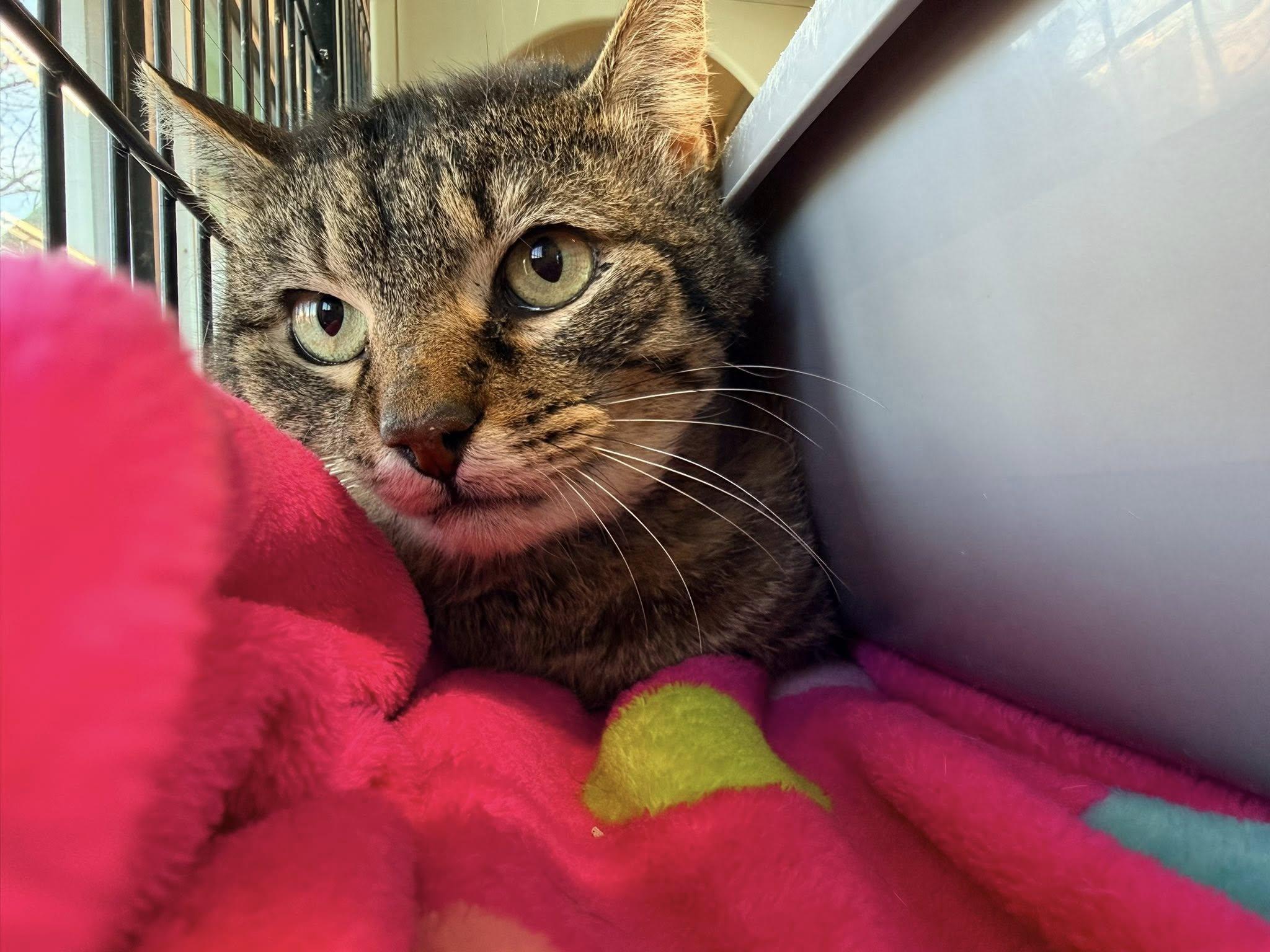 Enlarge Sherwood, a ADOPTABLE Domestic Short Hair in Cleveland, OH image 3/6