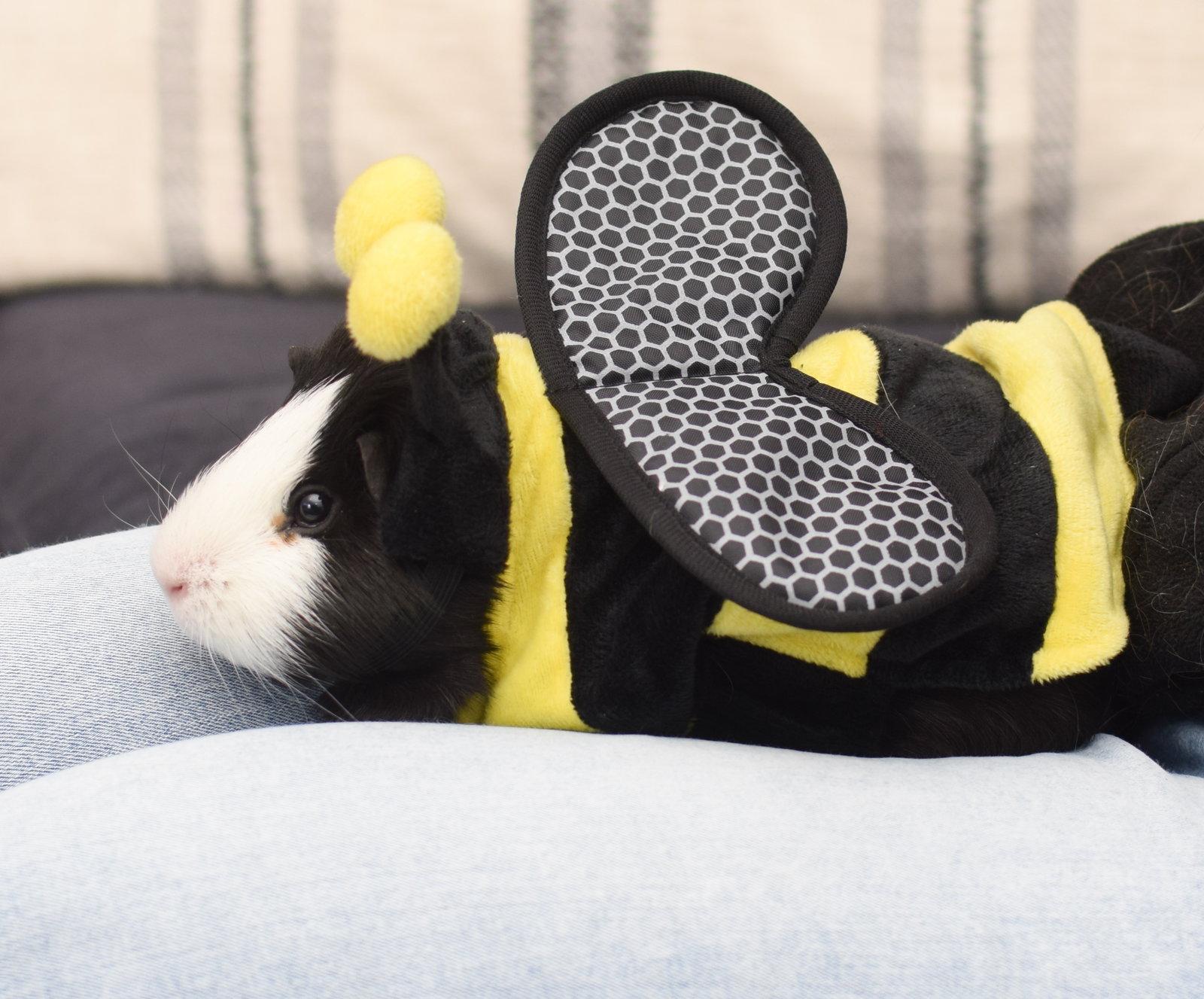 Enlarge Achilles, a Adopted Guinea Pig in Hockessin, DE image 1/3