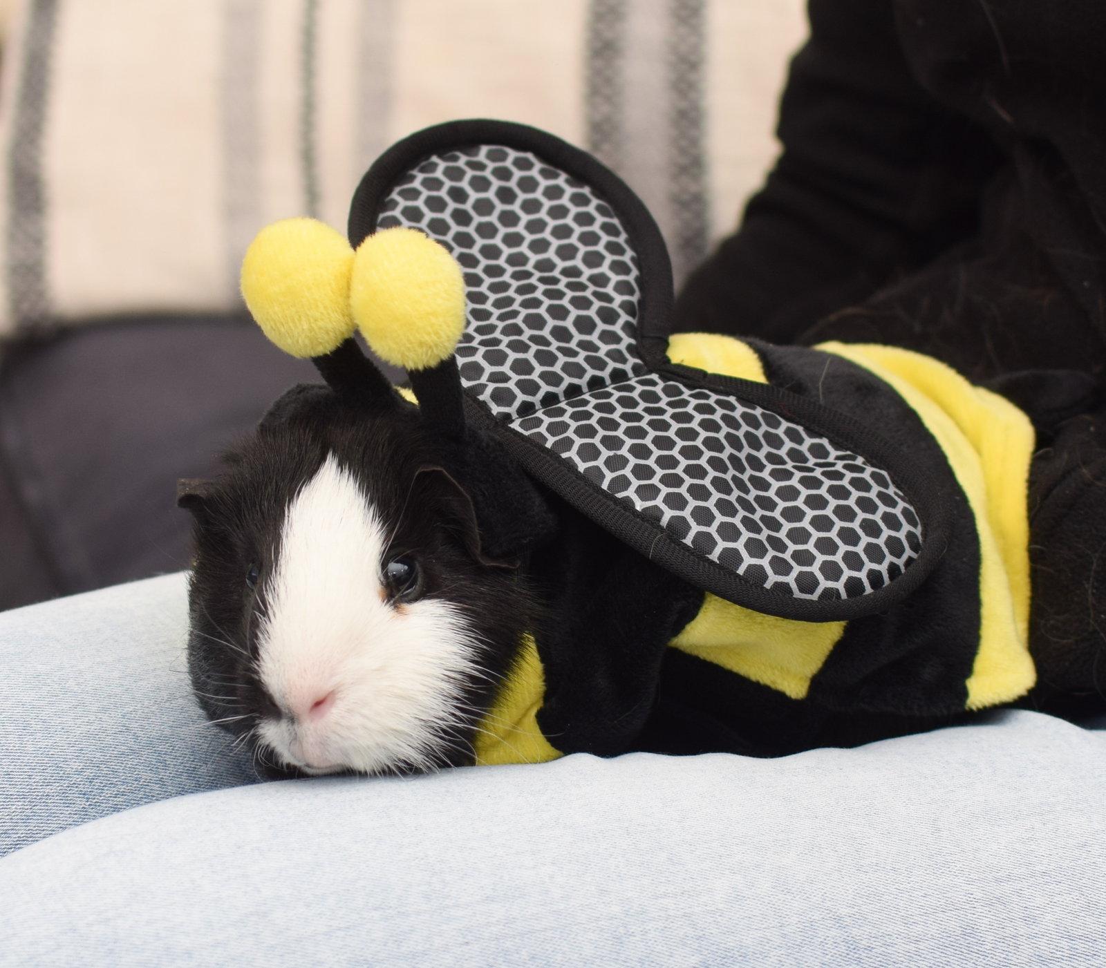 Enlarge Achilles, a Adopted Guinea Pig in Hockessin, DE image 2/3