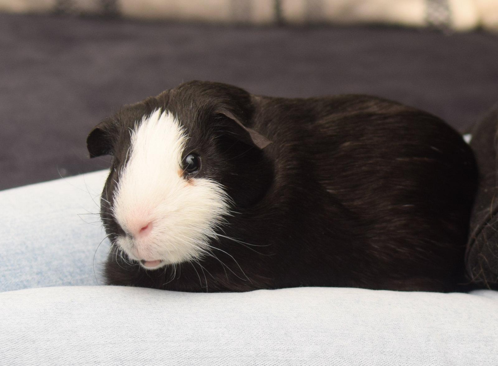 Enlarge Achilles, a Adopted Guinea Pig in Hockessin, DE image 3/3