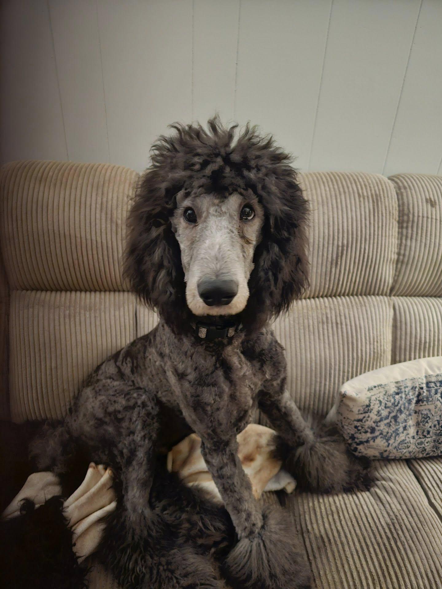 Enlarge Smokey, a Adoptable Standard Poodle in Mount Pleasant, SC image 1/1