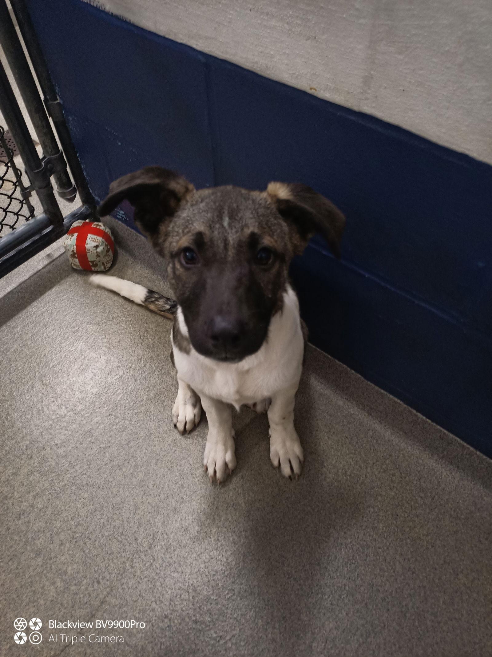 Walker 4 months male AVAIL 1/21, Adoptable, Young Male Mixed Breed.