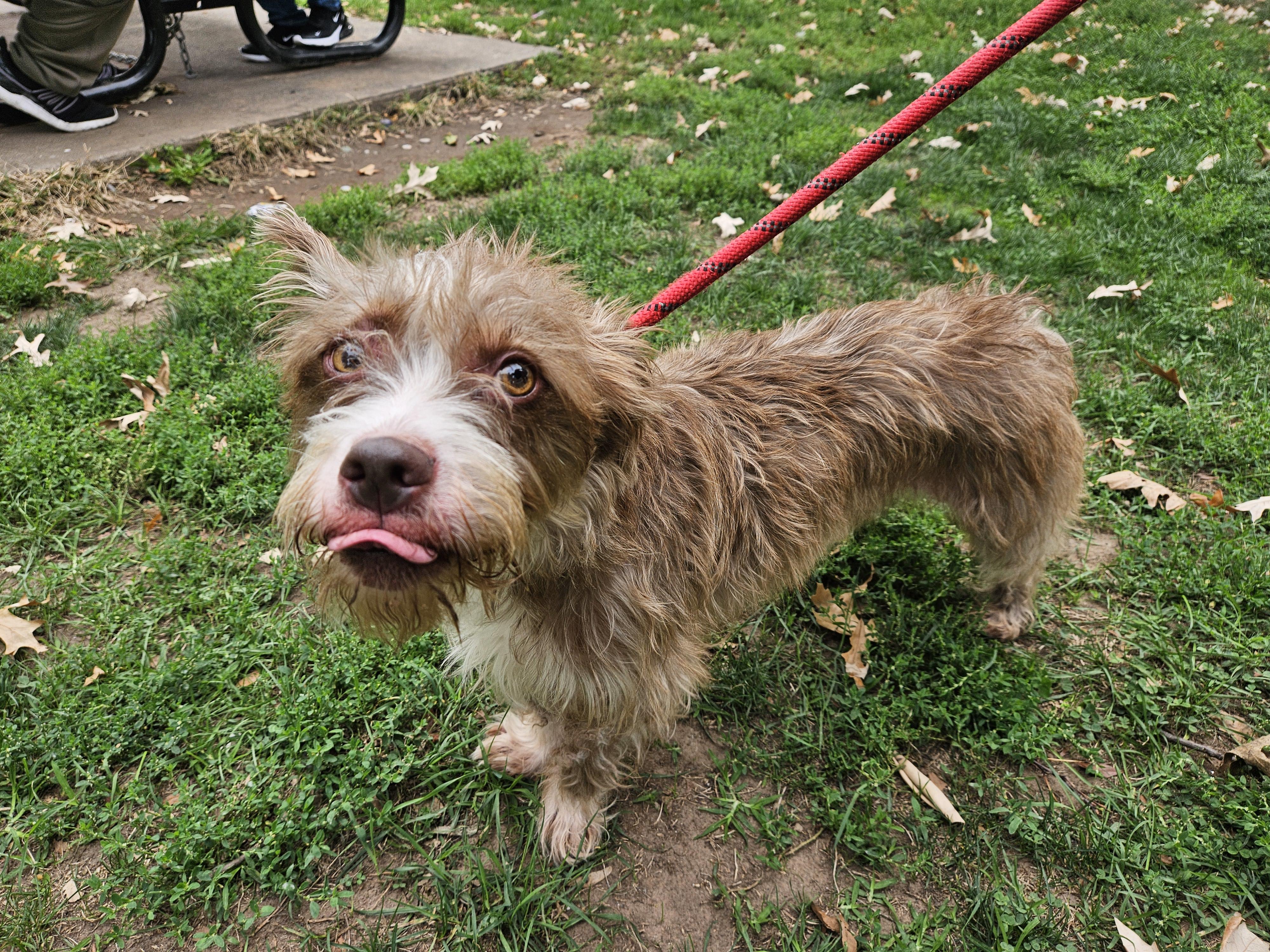 Enlarge Sparky, a Adoptable mixed breed in Jersey city, NJ image 1/1