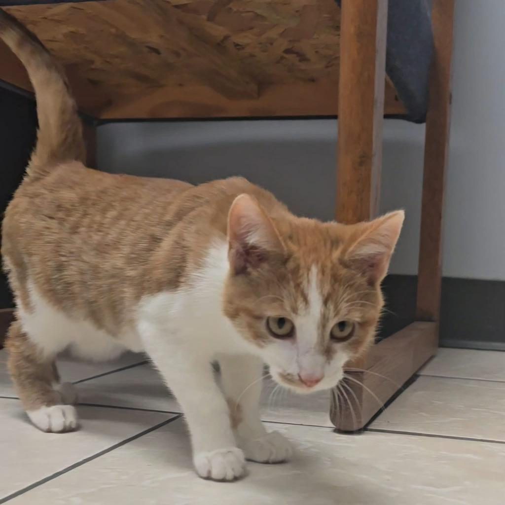 Enlarge Cake Pop, a Adoptable mixed breed in Sunrise Beach, MO image 2/4
