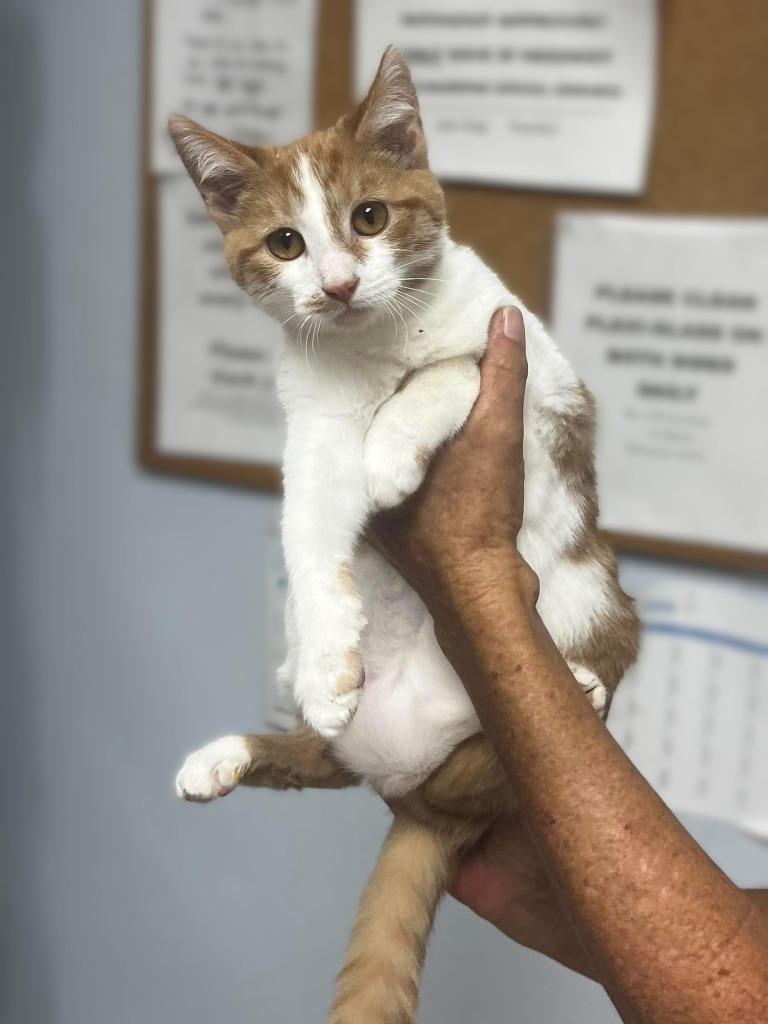 Enlarge Cake Pop, a Adoptable mixed breed in Sunrise Beach, MO image 3/4