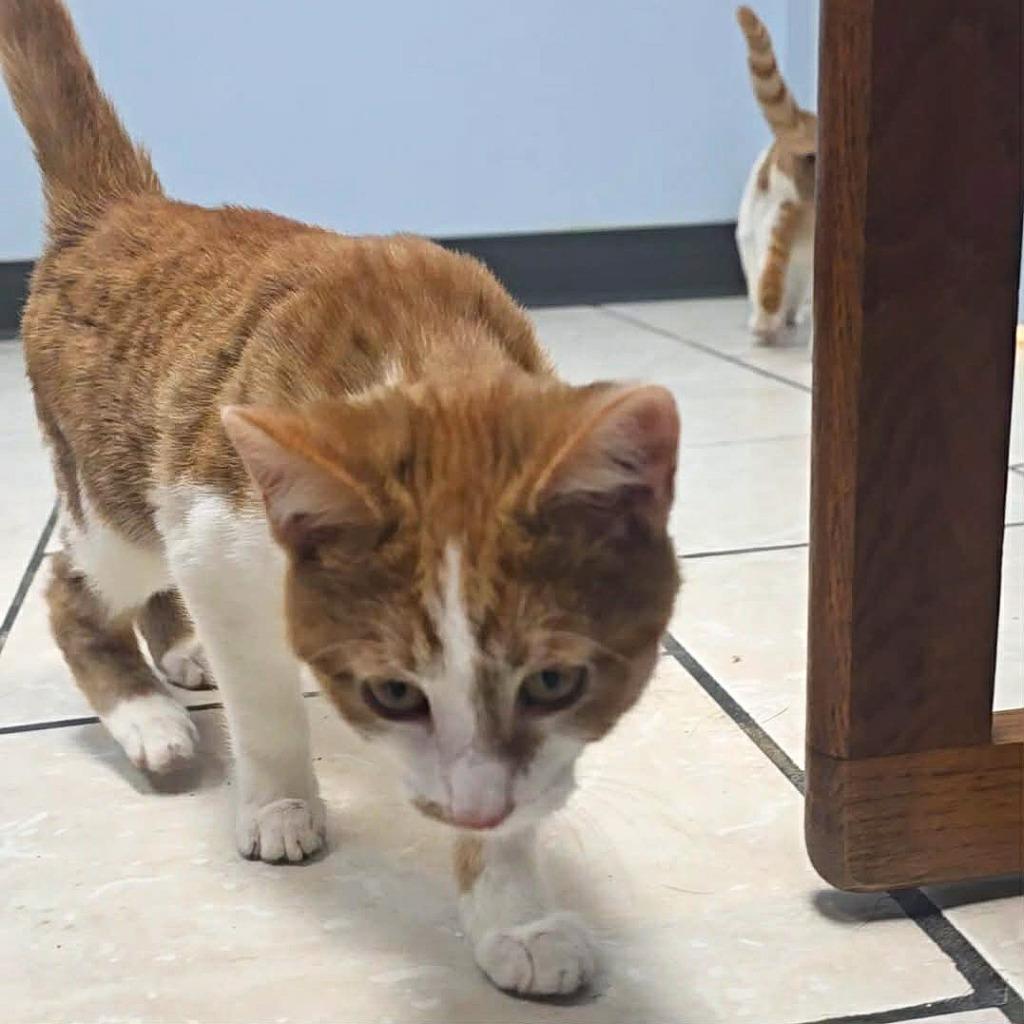 Enlarge Cake Pop, a Adoptable mixed breed in Sunrise Beach, MO image 4/4
