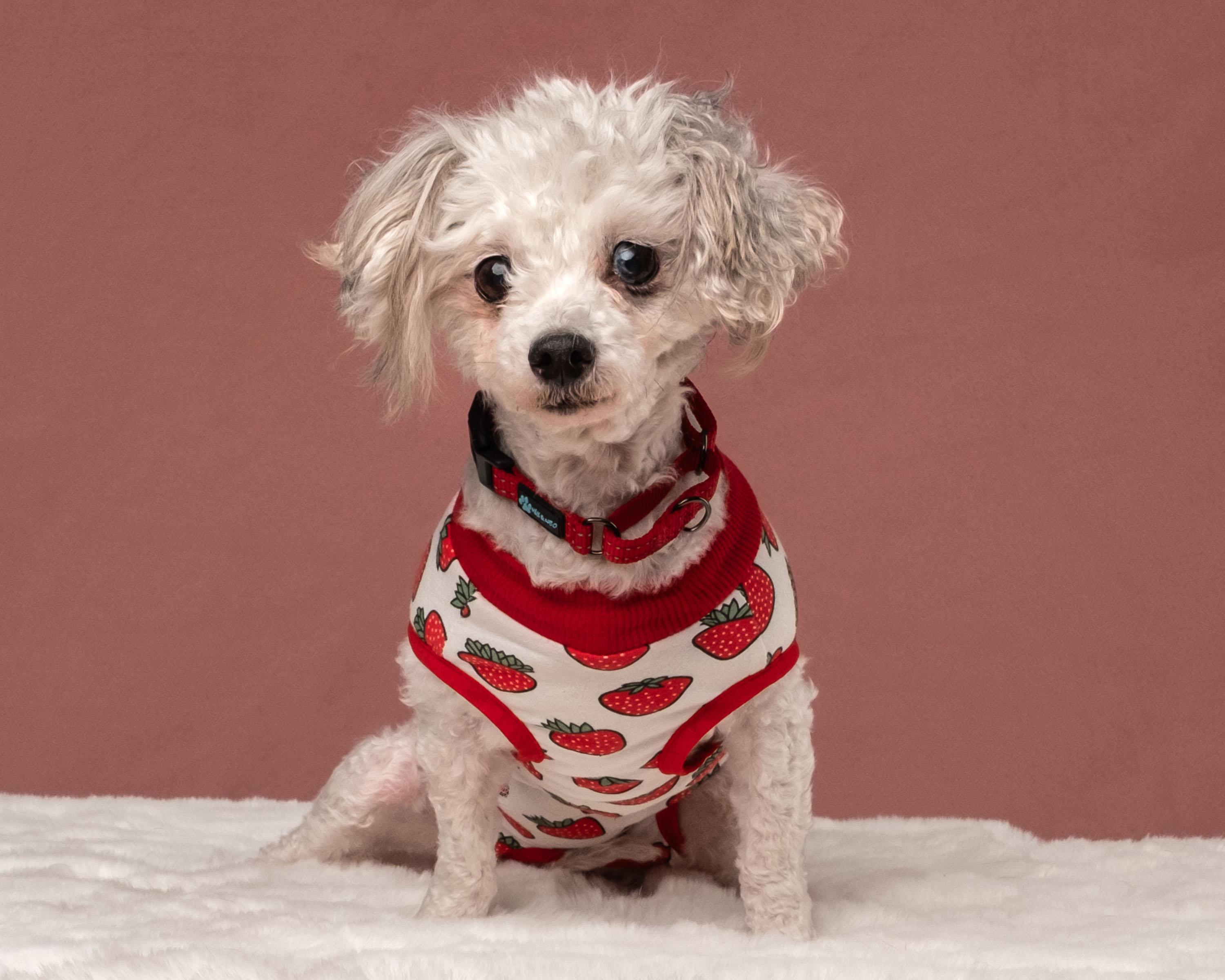 Haven, Adoptable, Senior Female Maltese & Poodle.