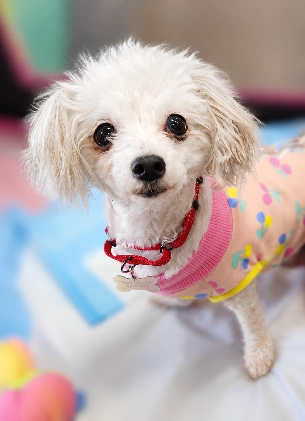 Haven, a Adoptable mixed breed in Aiken, SC image 2/3