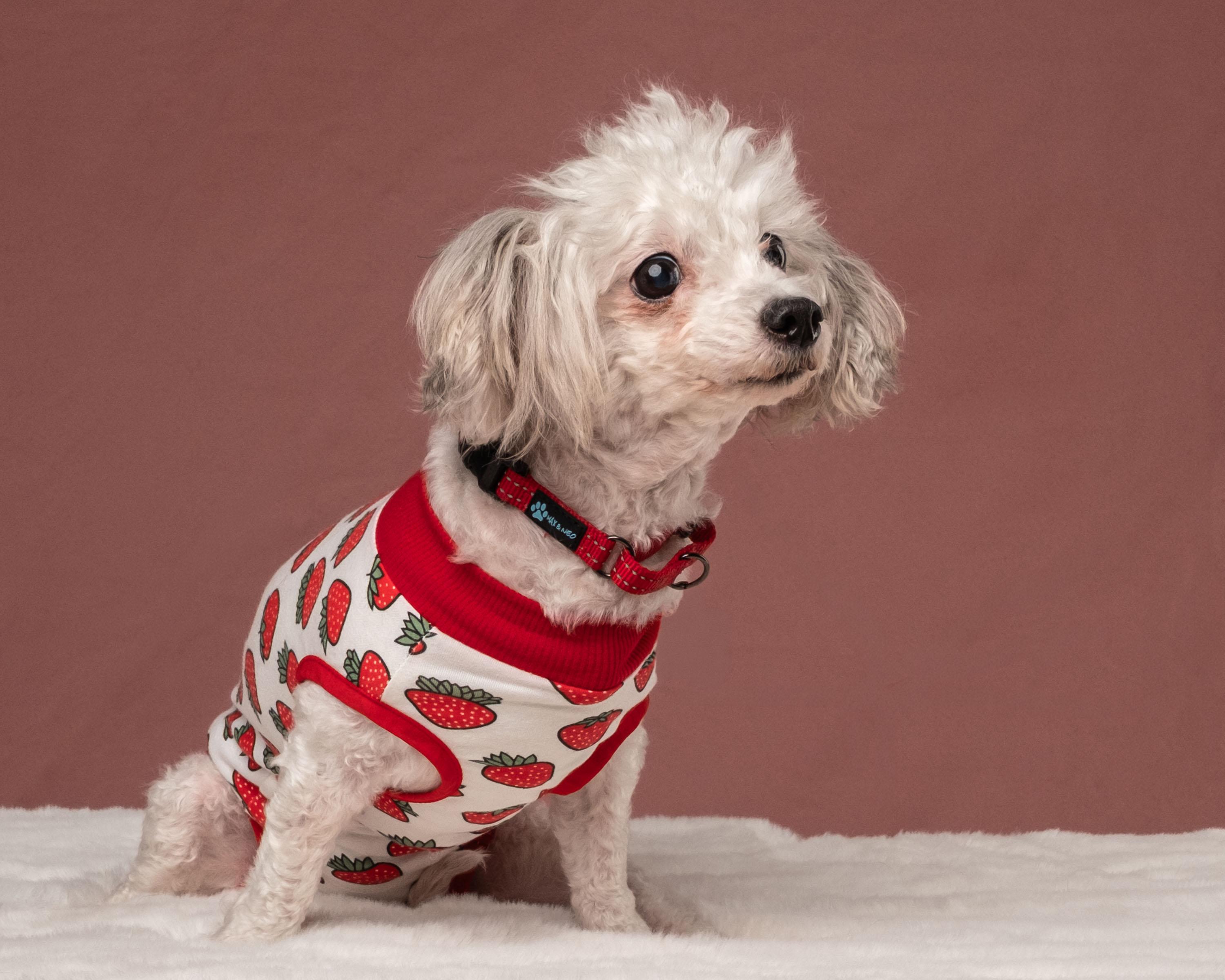 Haven, a Adoptable mixed breed in Aiken, SC image 3/3