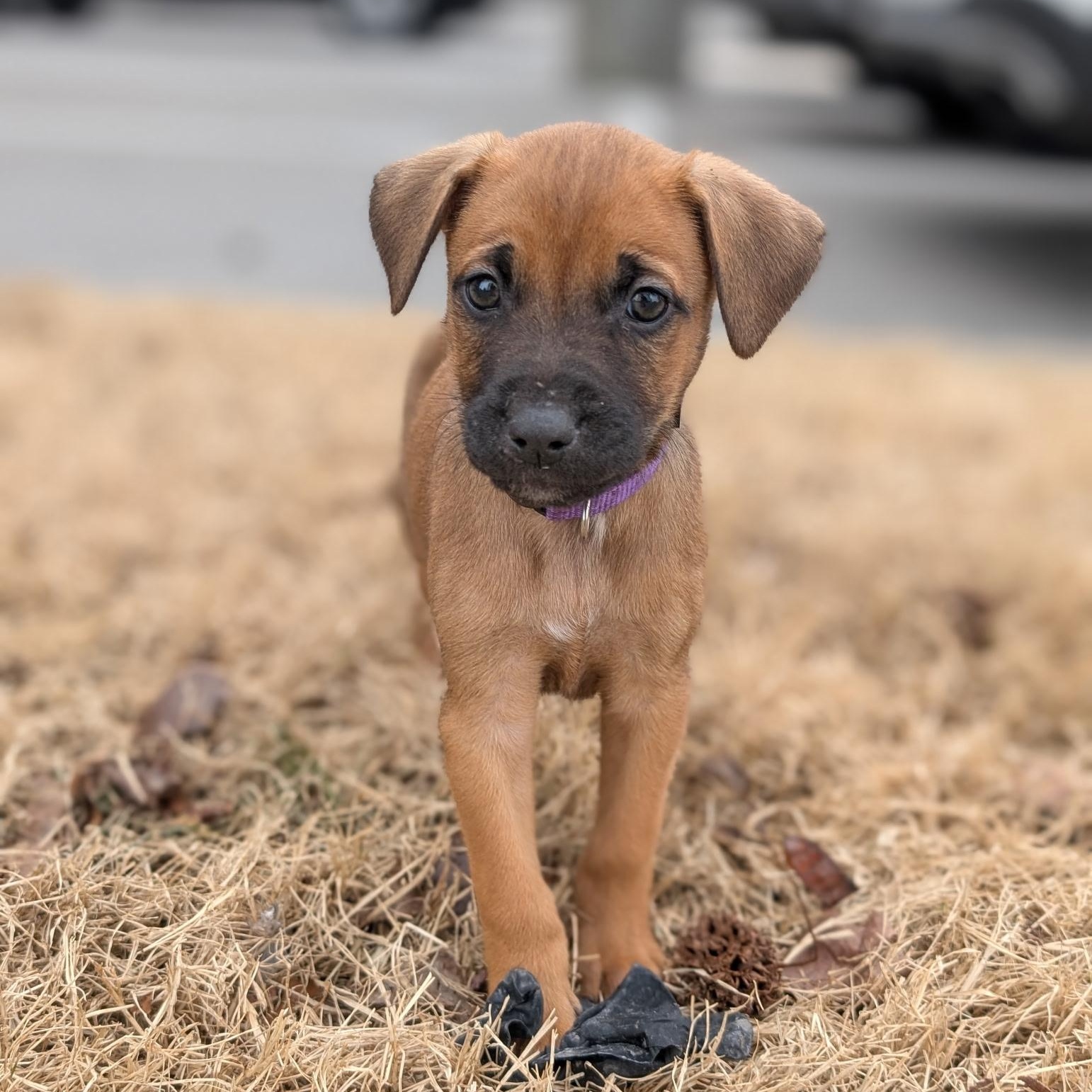 Clove, adoptable, Puppy Female Doberman Pinscher & German Shepherd Dog.