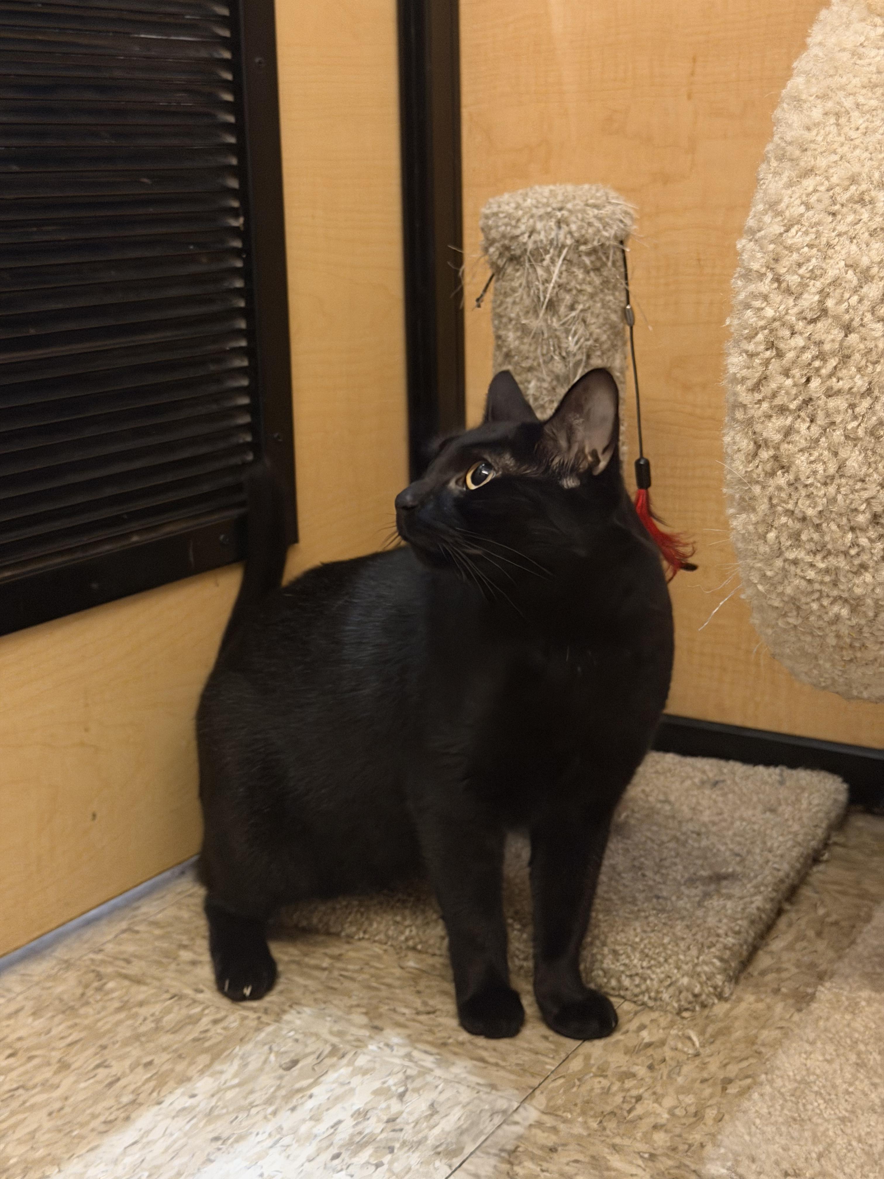 Enlarge Sara, a ADOPTABLE Domestic Short Hair in El Segundo, CA image 3/4