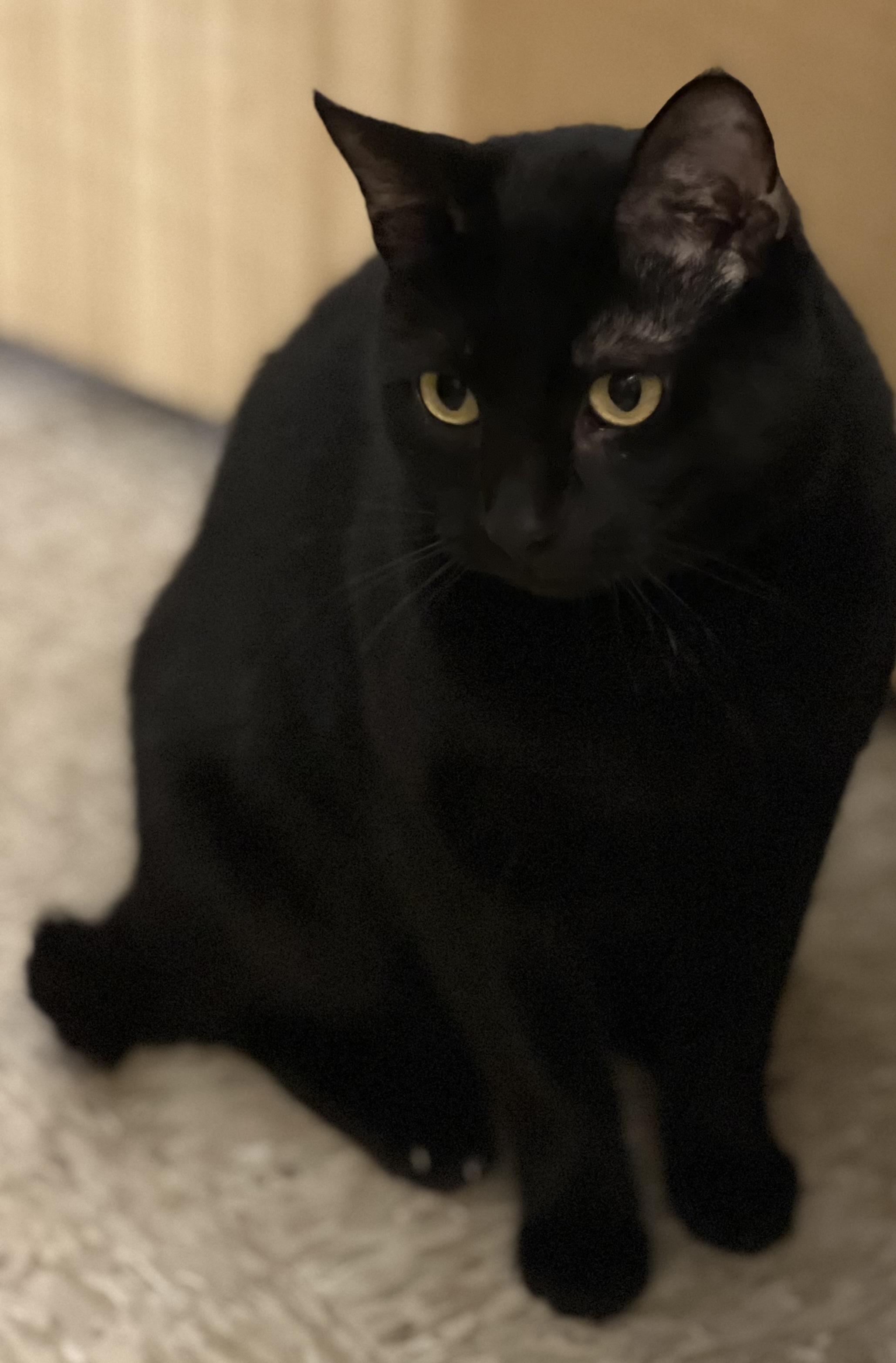 Enlarge Sara, a ADOPTABLE Domestic Short Hair in El Segundo, CA image 4/5