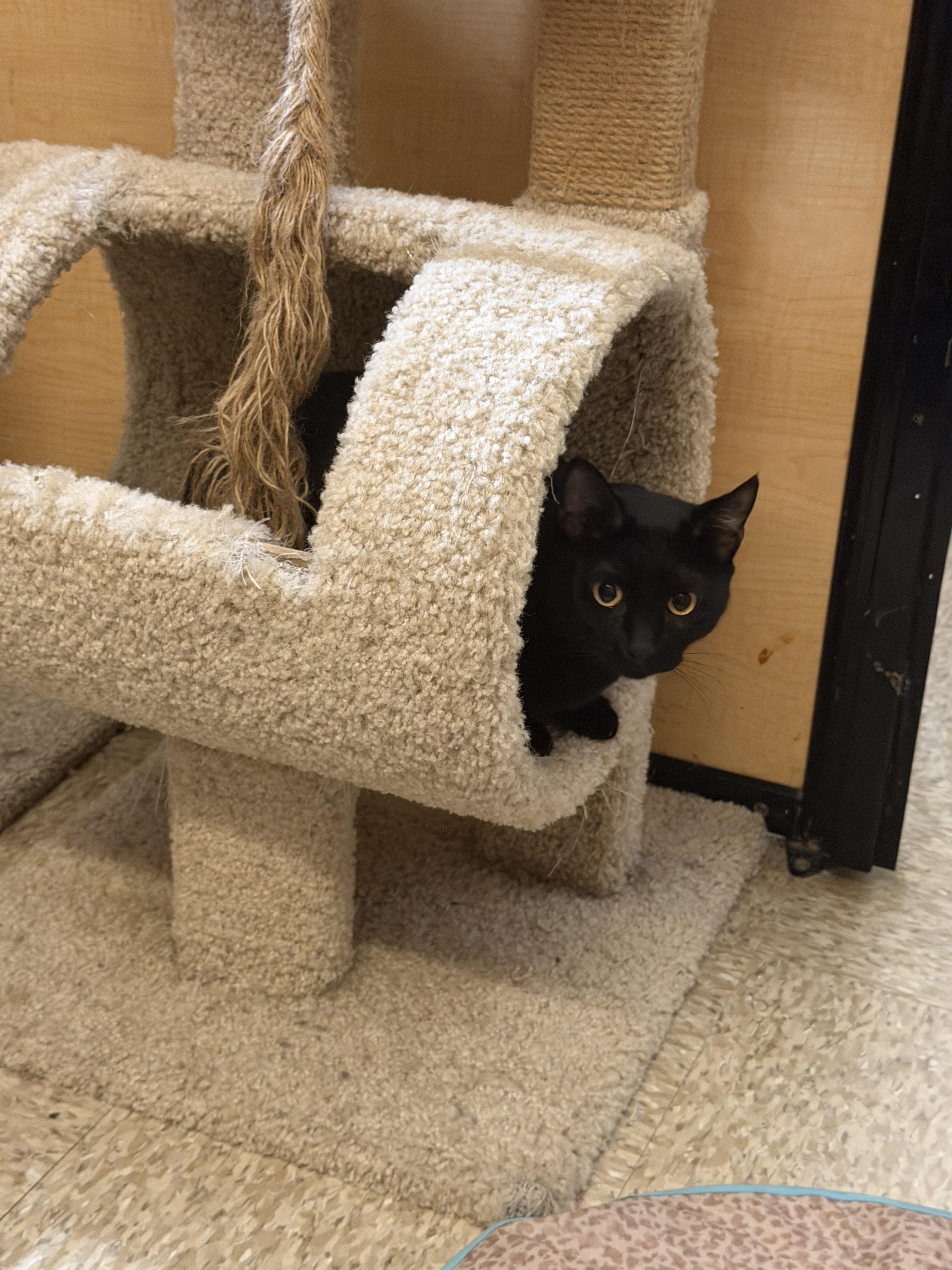 Enlarge Sara, a ADOPTABLE Domestic Short Hair in El Segundo, CA image 2/4