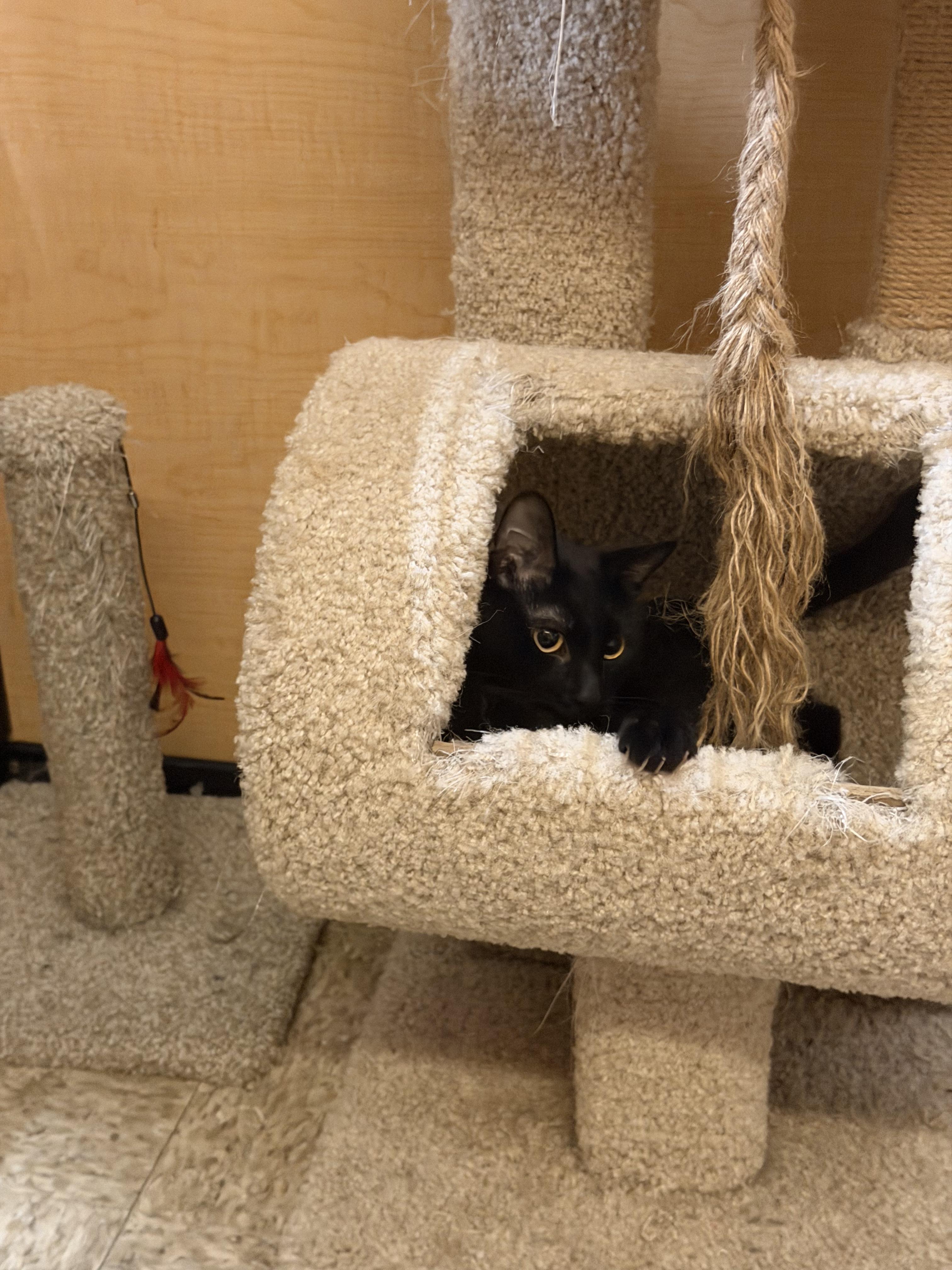 Enlarge Sara, a ADOPTABLE Domestic Short Hair in El Segundo, CA image 4/4
