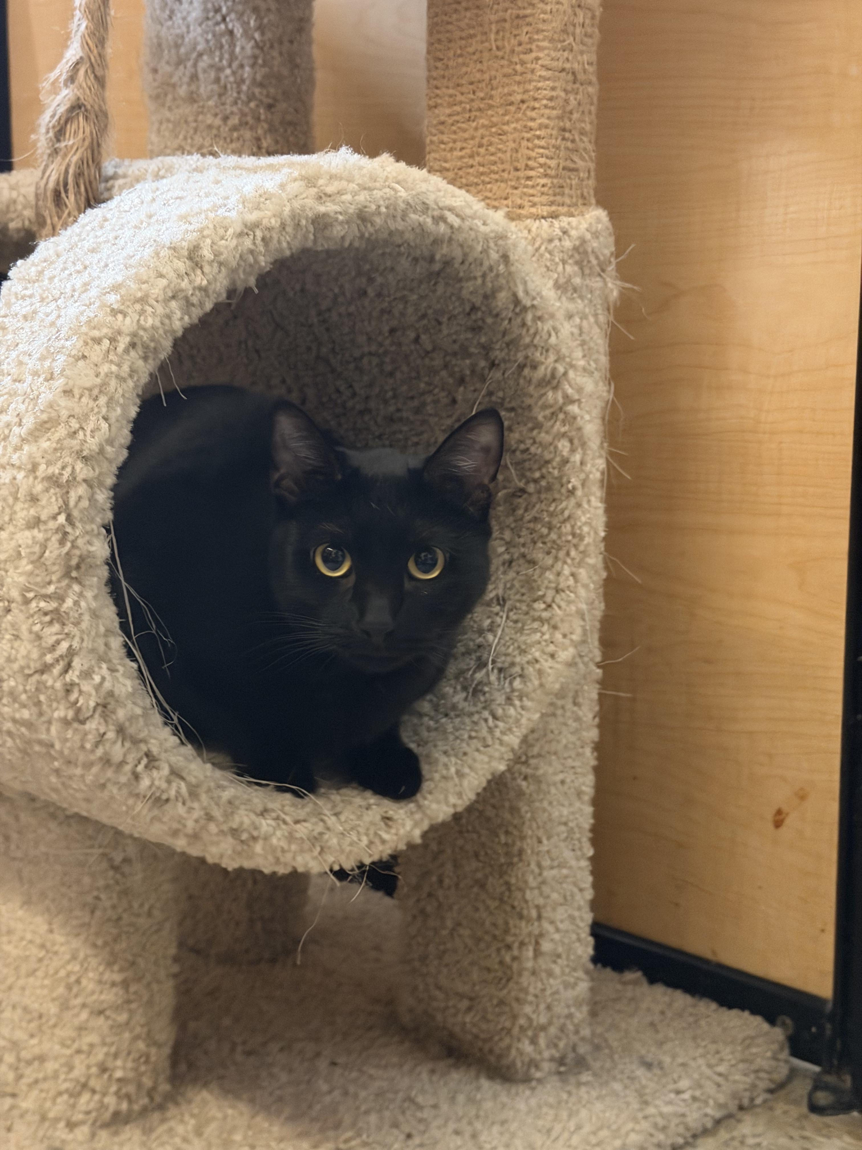 Enlarge Sara, a ADOPTABLE Domestic Short Hair in El Segundo, CA image 1/4