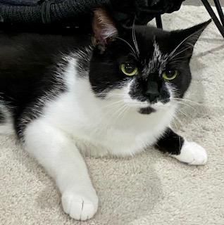 Annie, a ADOPTABLE Tuxedo in Fredericksburg, OH image 3/3