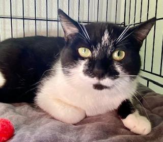Annie, a ADOPTABLE Tuxedo in Fredericksburg, OH image 1/3
