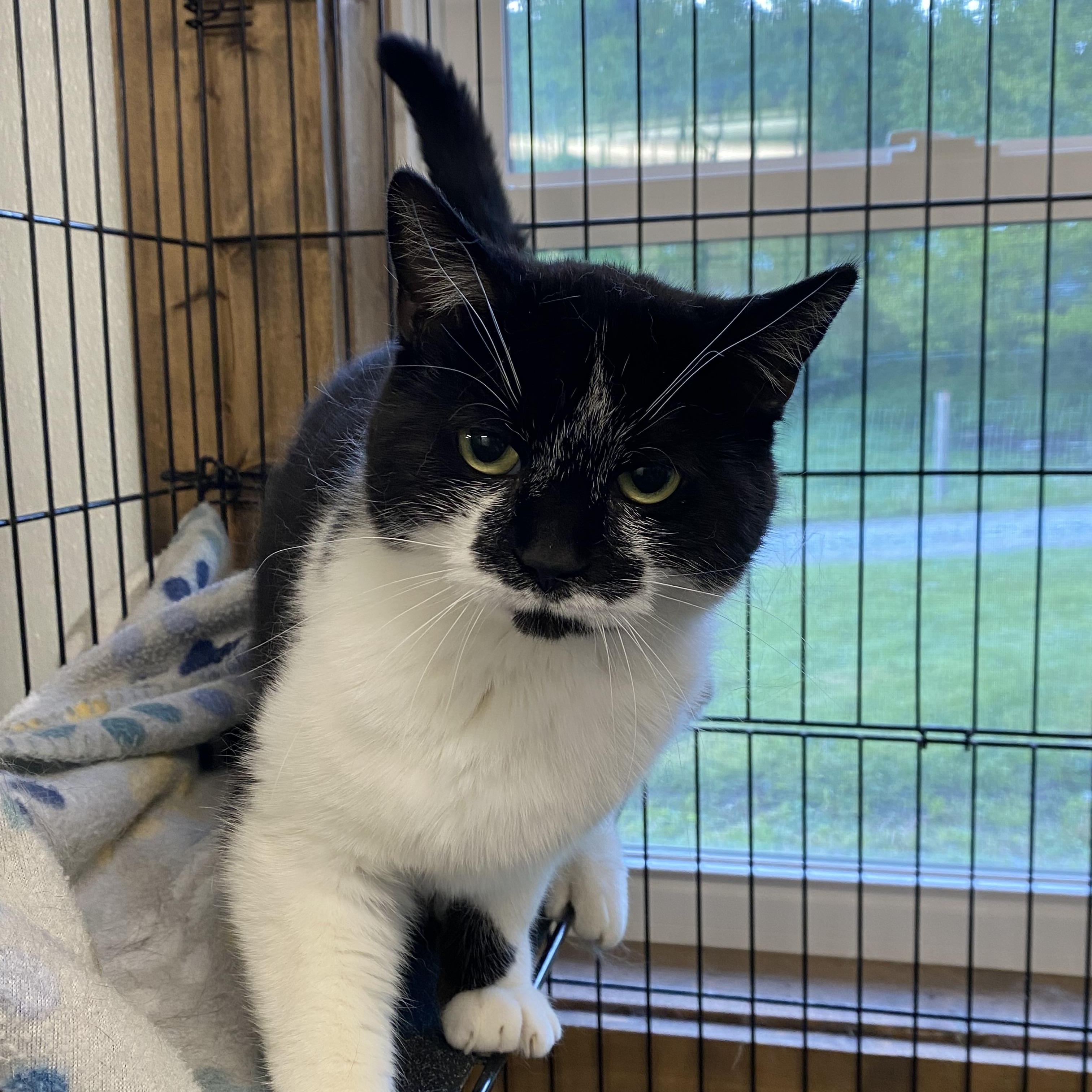 Annie, a ADOPTABLE Tuxedo in Fredericksburg, OH image 2/3