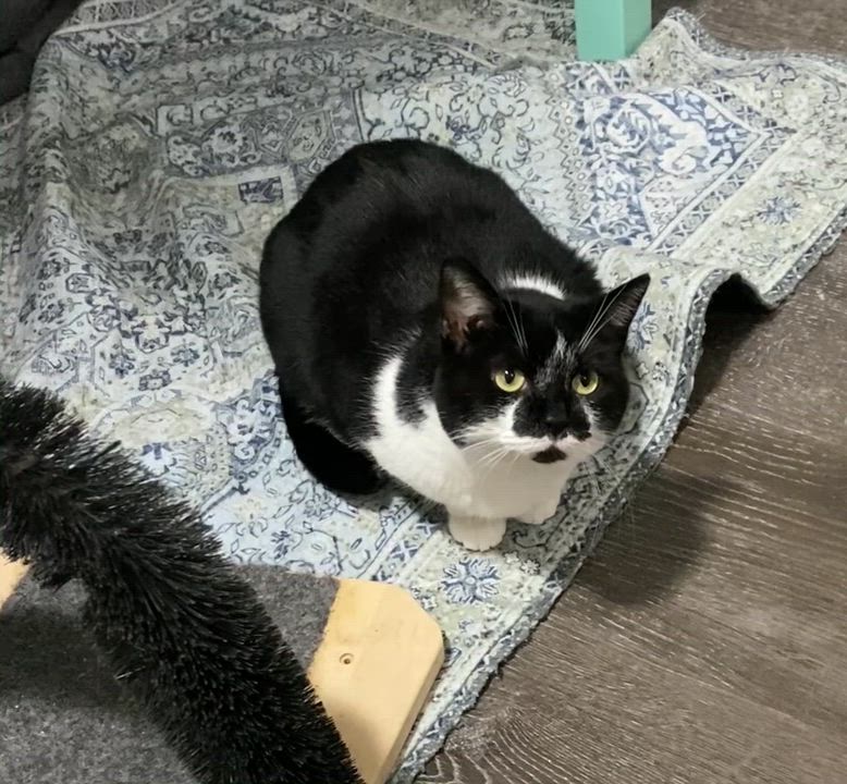 Enlarge Annie, a ADOPTABLE Tuxedo in Fredericksburg, OH video 4/4