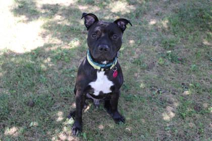 Walrus, Adoptable, Adult Male Pit Bull Terrier & Mixed Breed.