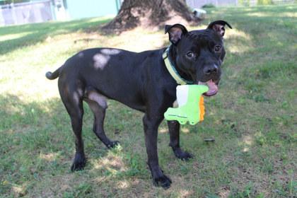 Enlarge Walrus, a Adoptable mixed breed in Kansas City, MO image 2/3