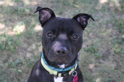 Enlarge Walrus, a Adoptable mixed breed in Kansas City, MO image 3/3
