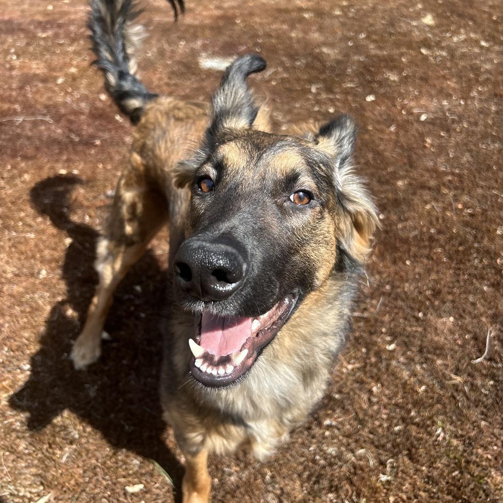 Enlarge Zeke, a Adoptable mixed breed in Bedford, NH image 1/3