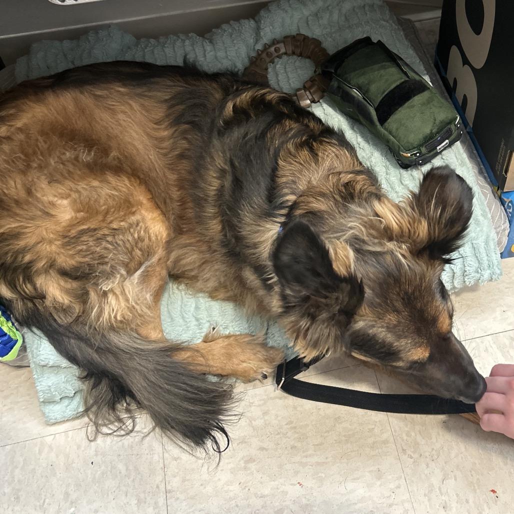 Enlarge Zeke, a Adoptable mixed breed in Bedford, NH image 2/3