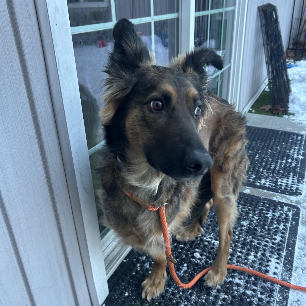 Enlarge Zeke, a Adoptable mixed breed in Bedford, NH image 3/3