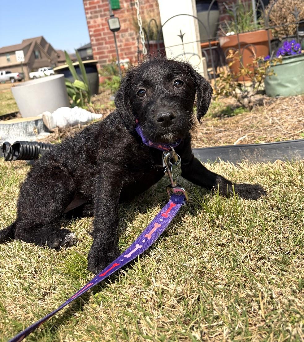 Enlarge Rumor, an adopted Mixed Breed in Rossville, TN image 3/5
