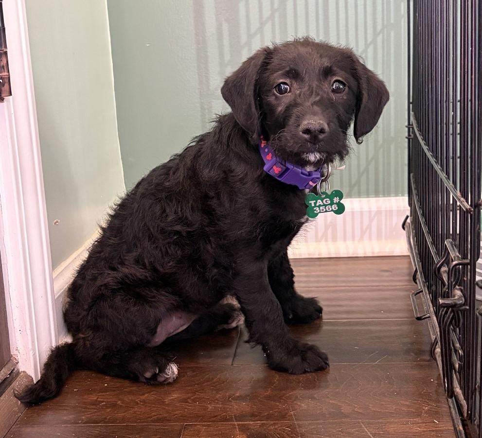 Rumor, adopted, Puppy Female Mixed Breed.