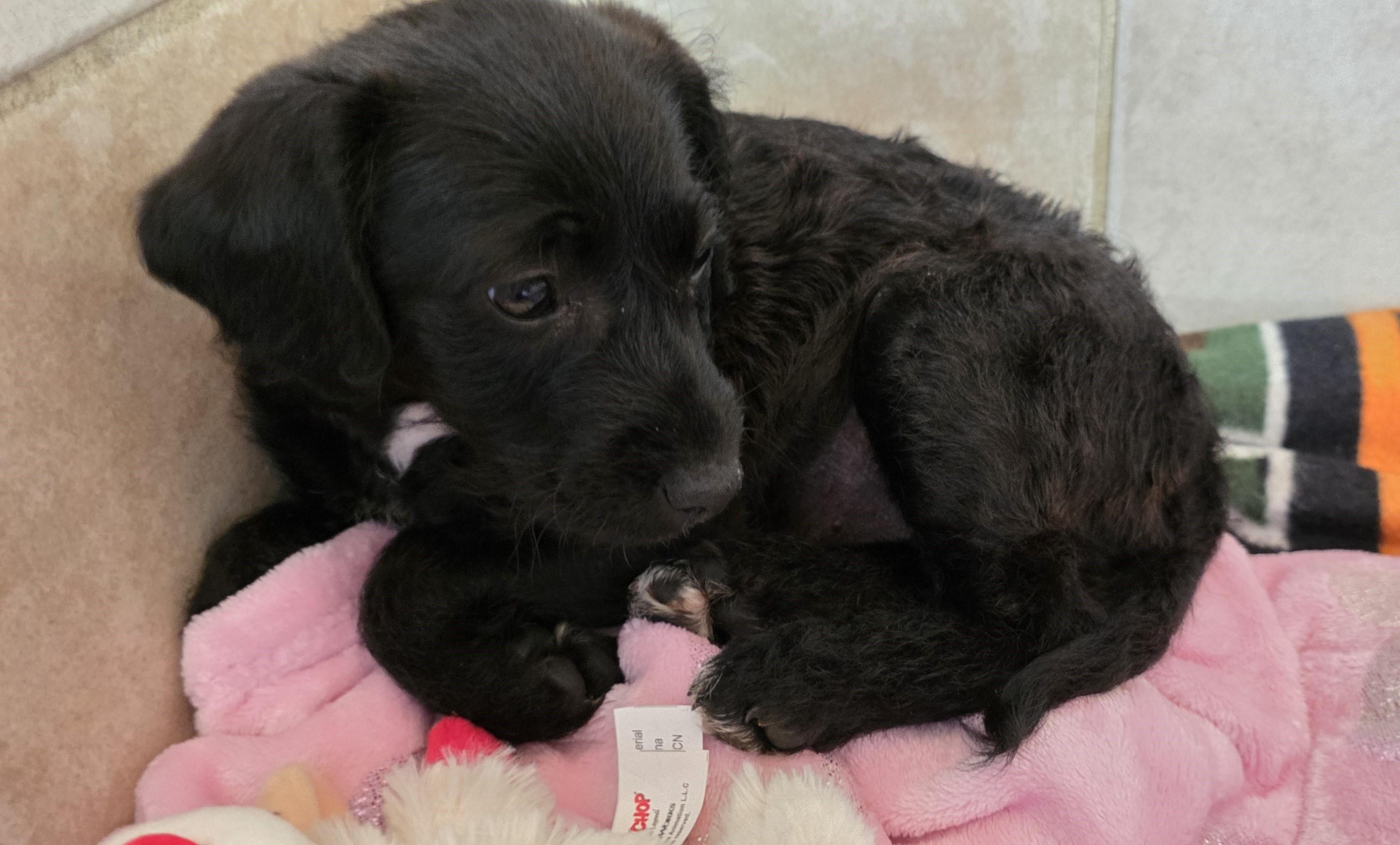 Enlarge Rumor, an adopted Mixed Breed in Rossville, TN image 4/5