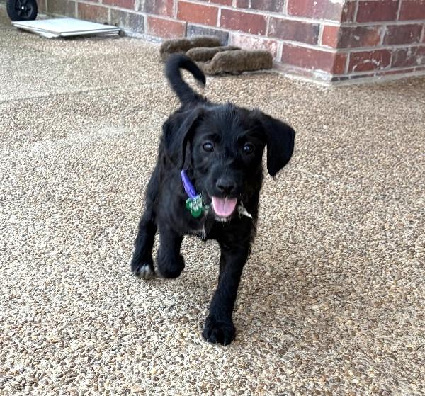 Enlarge Rumor, an adopted Mixed Breed in Rossville, TN image 2/5