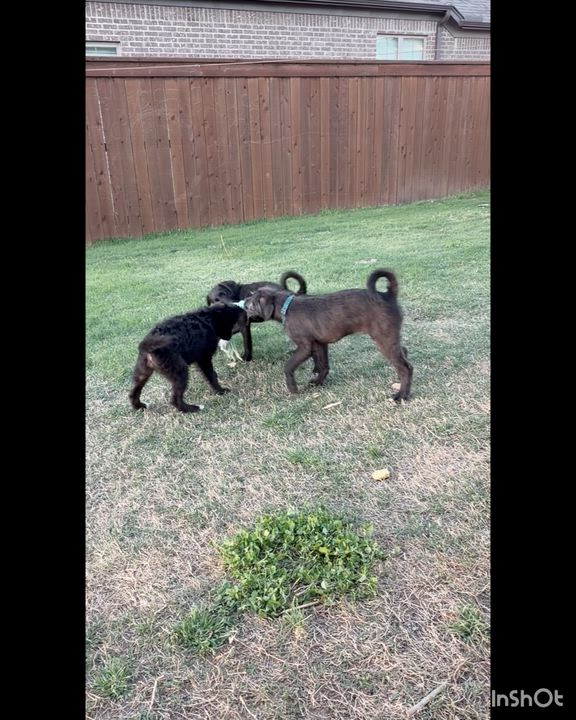 Enlarge Rumor, an adopted Mixed Breed in Rossville, TN video 5/5