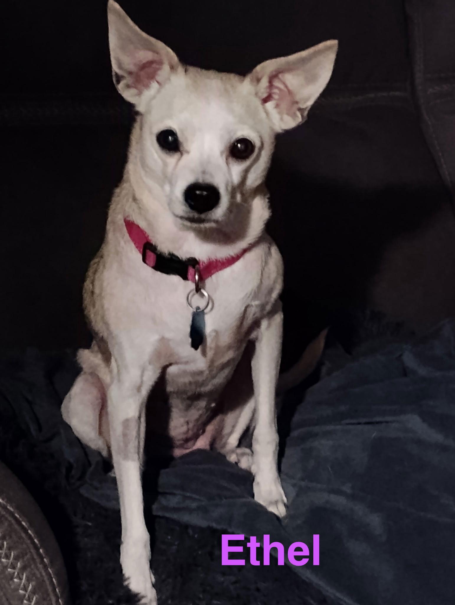 Ethel, Adoptable, Senior Female Chihuahua.