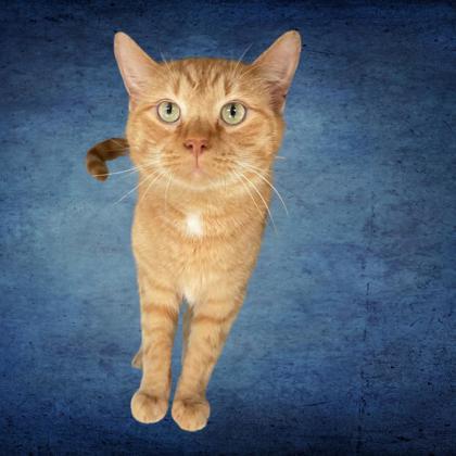 Dino, Adoptable, Adult Male Domestic Short Hair & Domestic Short Hair.