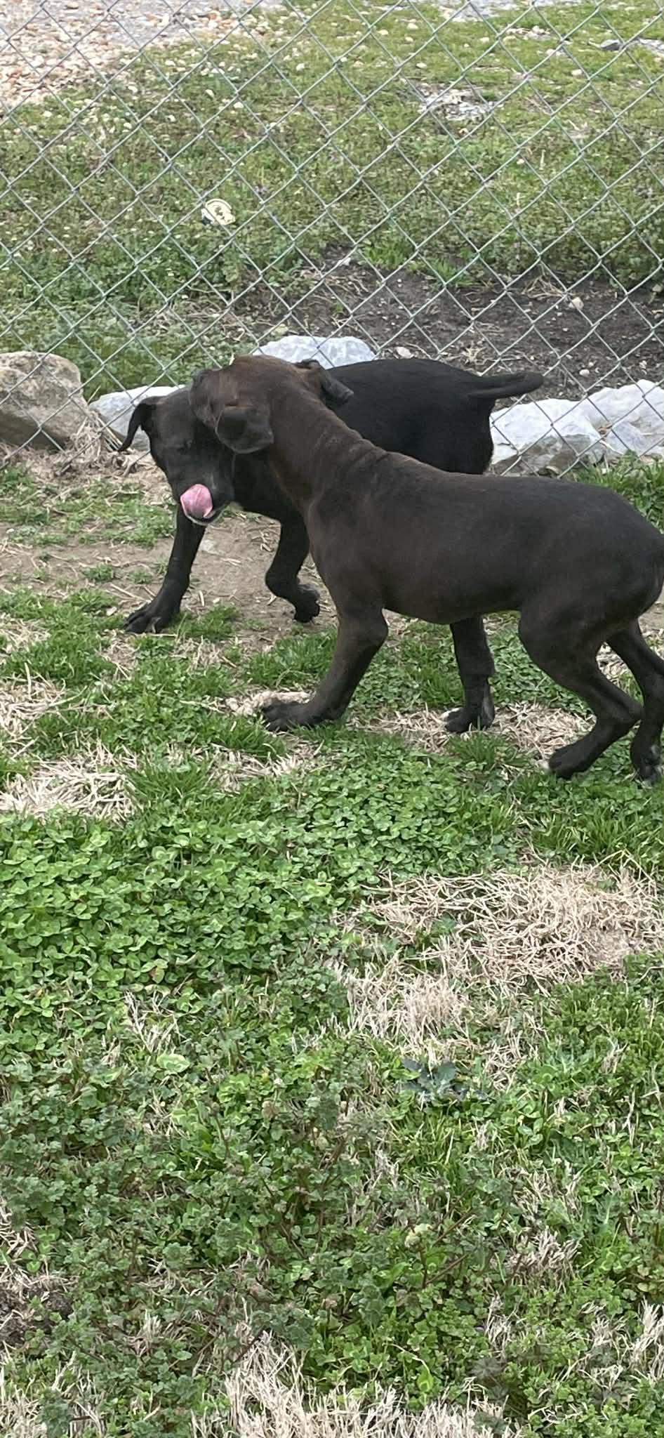 Enlarge Clarice, a ADOPTABLE mixed breed in Gardner, MA image 2/4