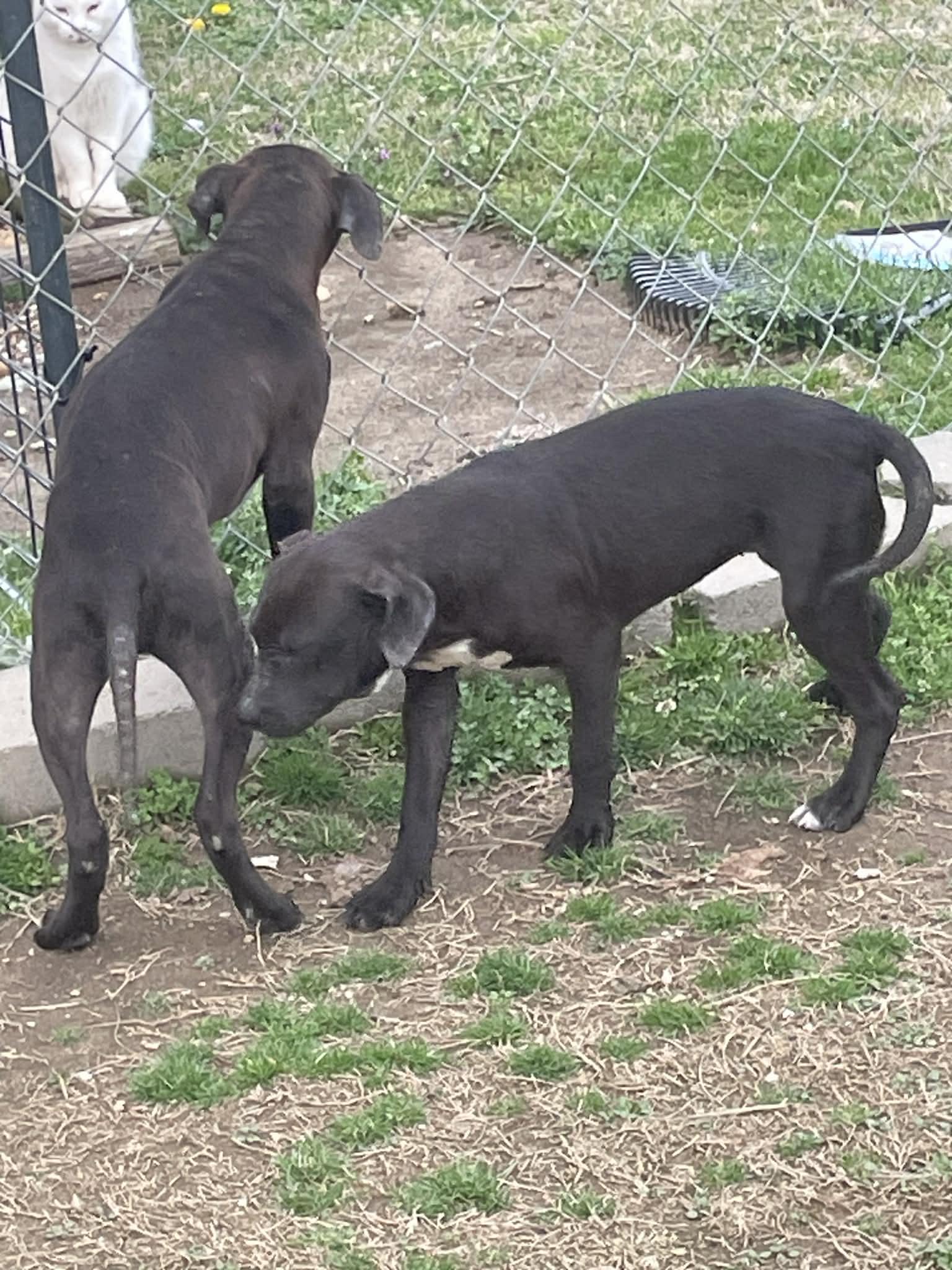 Enlarge Clarice, a ADOPTABLE mixed breed in Gardner, MA image 4/4