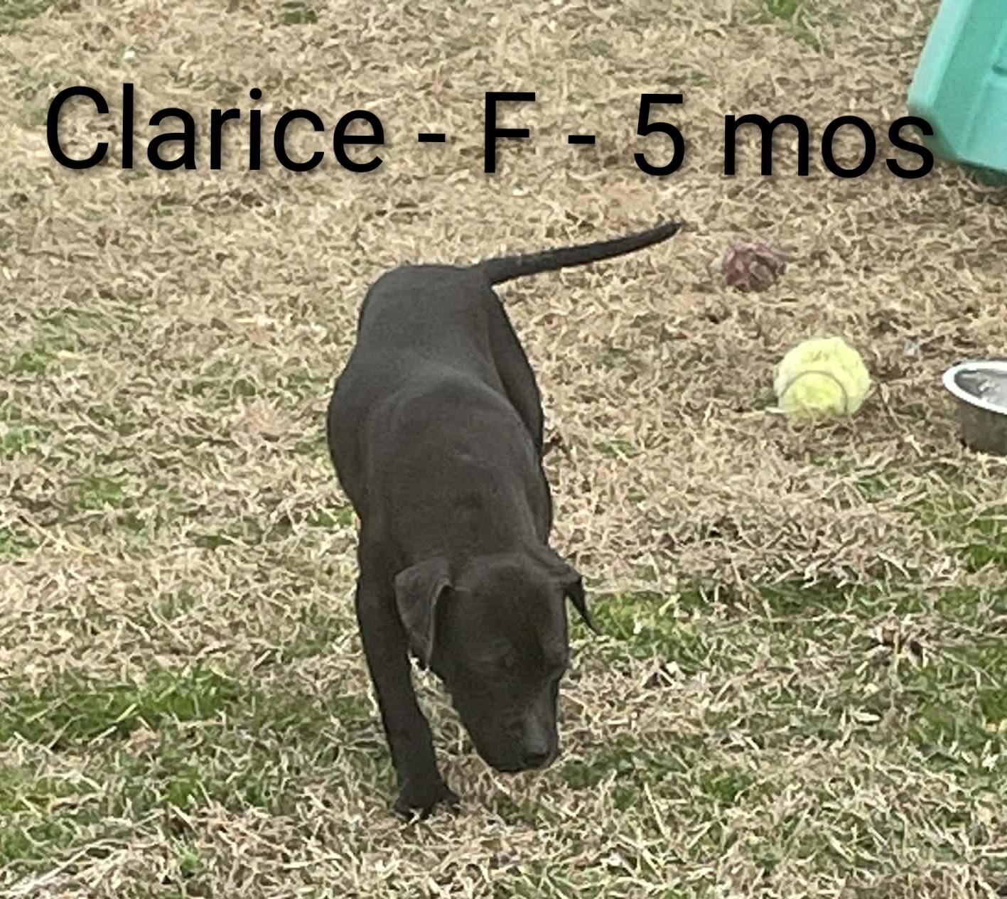 Enlarge Clarice, a ADOPTABLE mixed breed in Gardner, MA image 1/4
