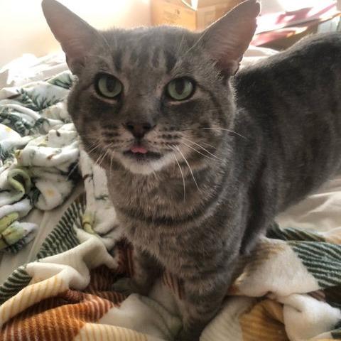 Enlarge Asher, a Adoptable Domestic Short Hair in Pikesville, MD image 1/6