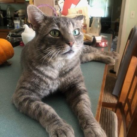 Enlarge Asher, a Adoptable Domestic Short Hair in Pikesville, MD image 2/6