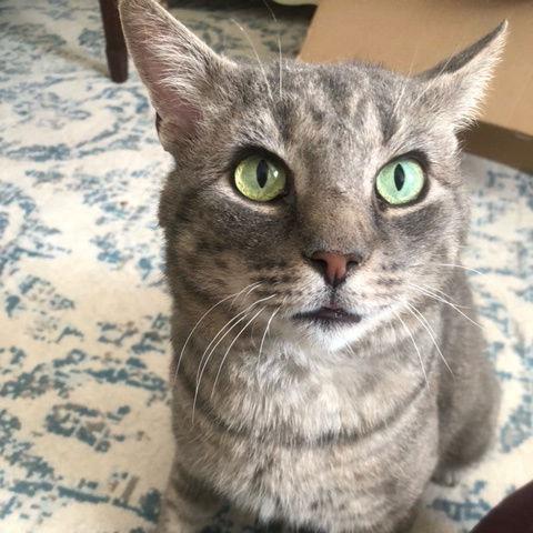 Enlarge Asher, a Adoptable Domestic Short Hair in Pikesville, MD image 3/6