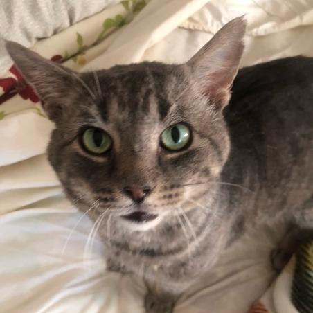 Enlarge Asher, a Adoptable Domestic Short Hair in Pikesville, MD image 4/6