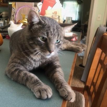 Enlarge Asher, a Adoptable Domestic Short Hair in Pikesville, MD image 5/6
