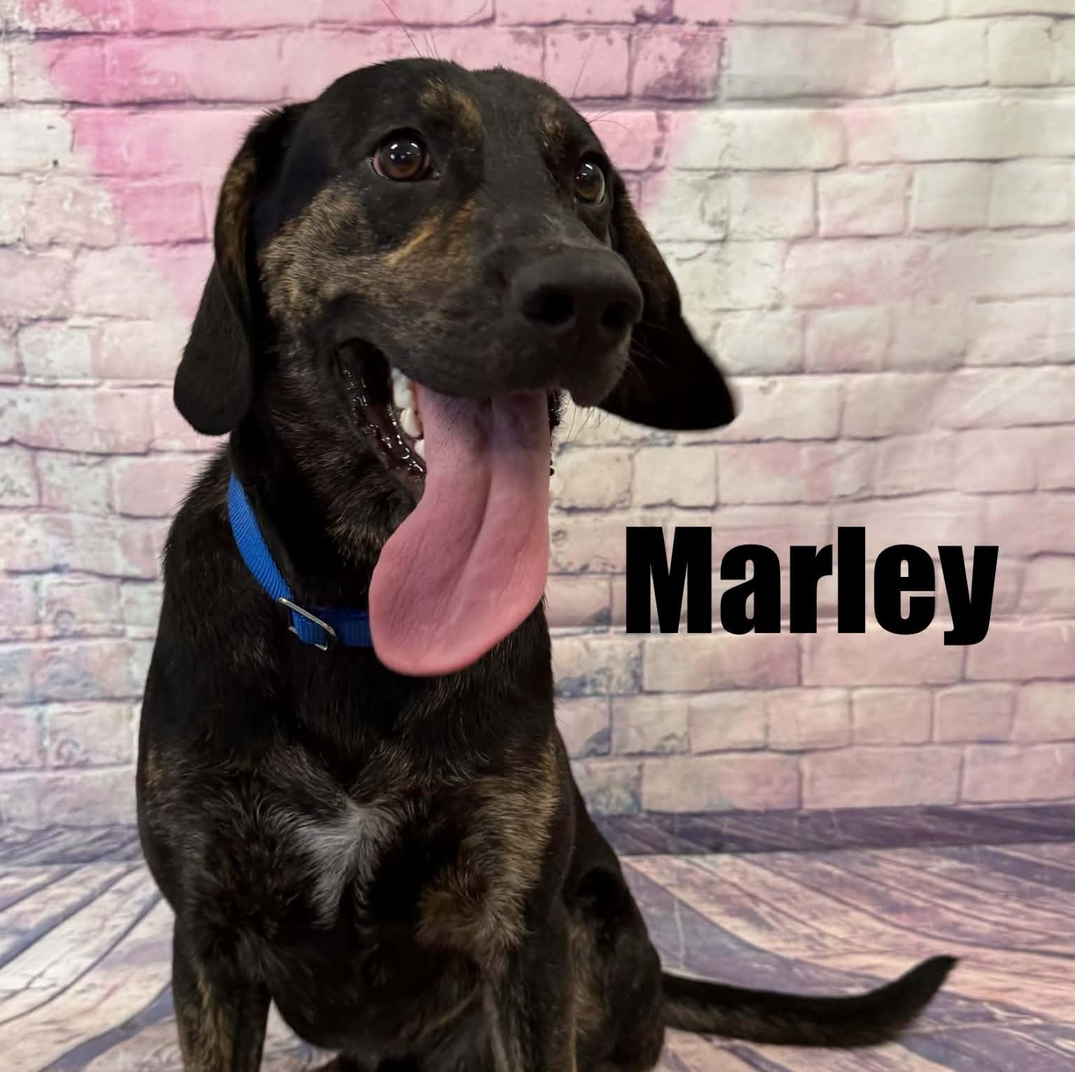 Marley, ADOPTABLE, Young Male Hound.